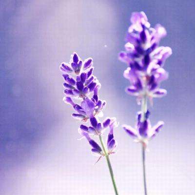 海绵宝宝驾驶汉堡车